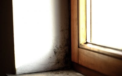 5 Ways to Prevent Mold Growth in Your Home